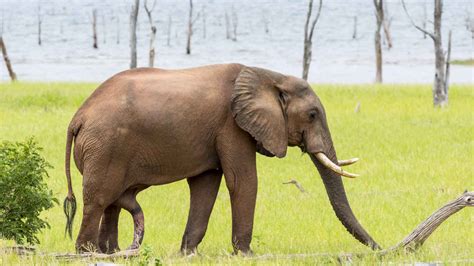 ¿Qué animal tiene el pene más grande del mundo y qué puesto。